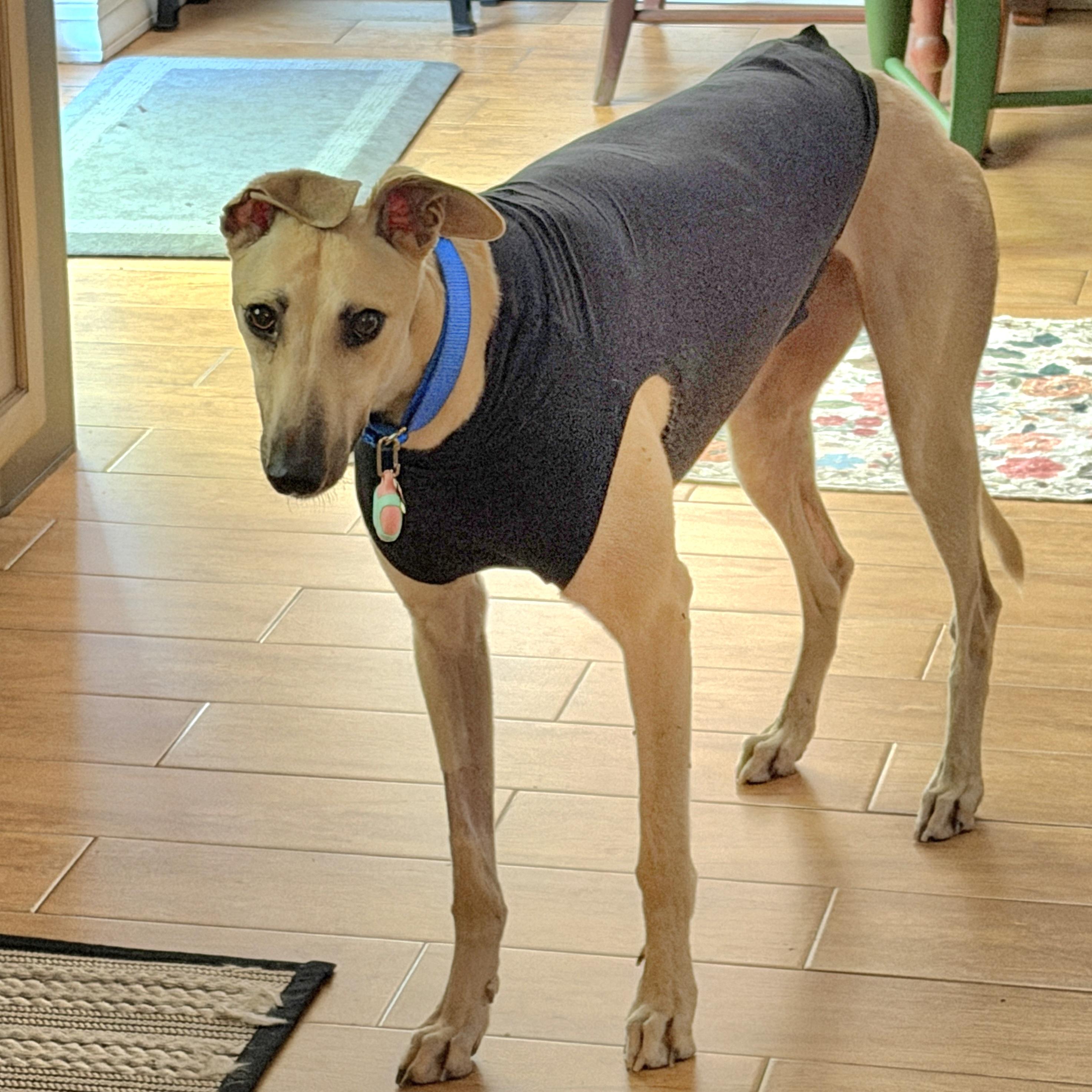 FF Snowflake, a Adopted Greyhound in Tarpon Springs, FL image 4/6