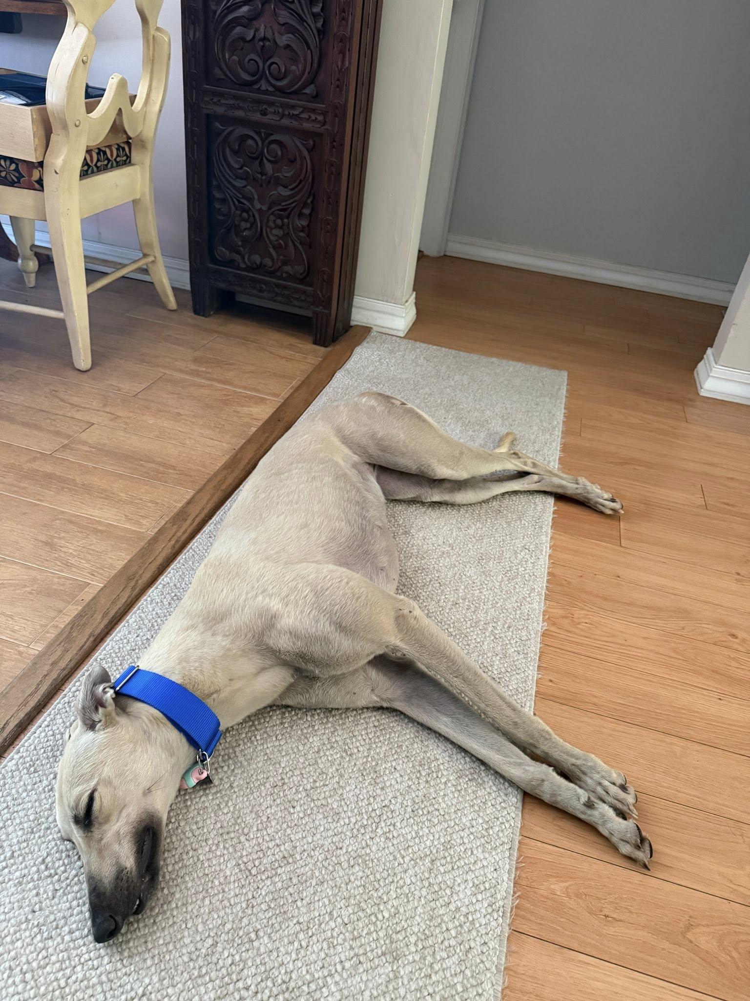 Enlarge FF Snowflake, a Adoptable Greyhound in Tarpon Springs, FL image 2/3