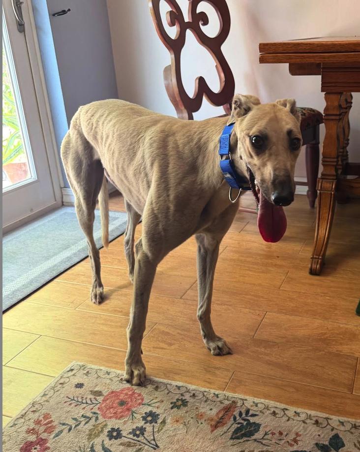 Enlarge FF Snowflake, a Adoptable Greyhound in Tarpon Springs, FL image 3/3