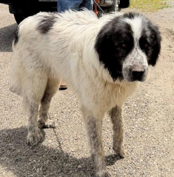 Hale, Adoptable, Adult Male Great Pyrenees.