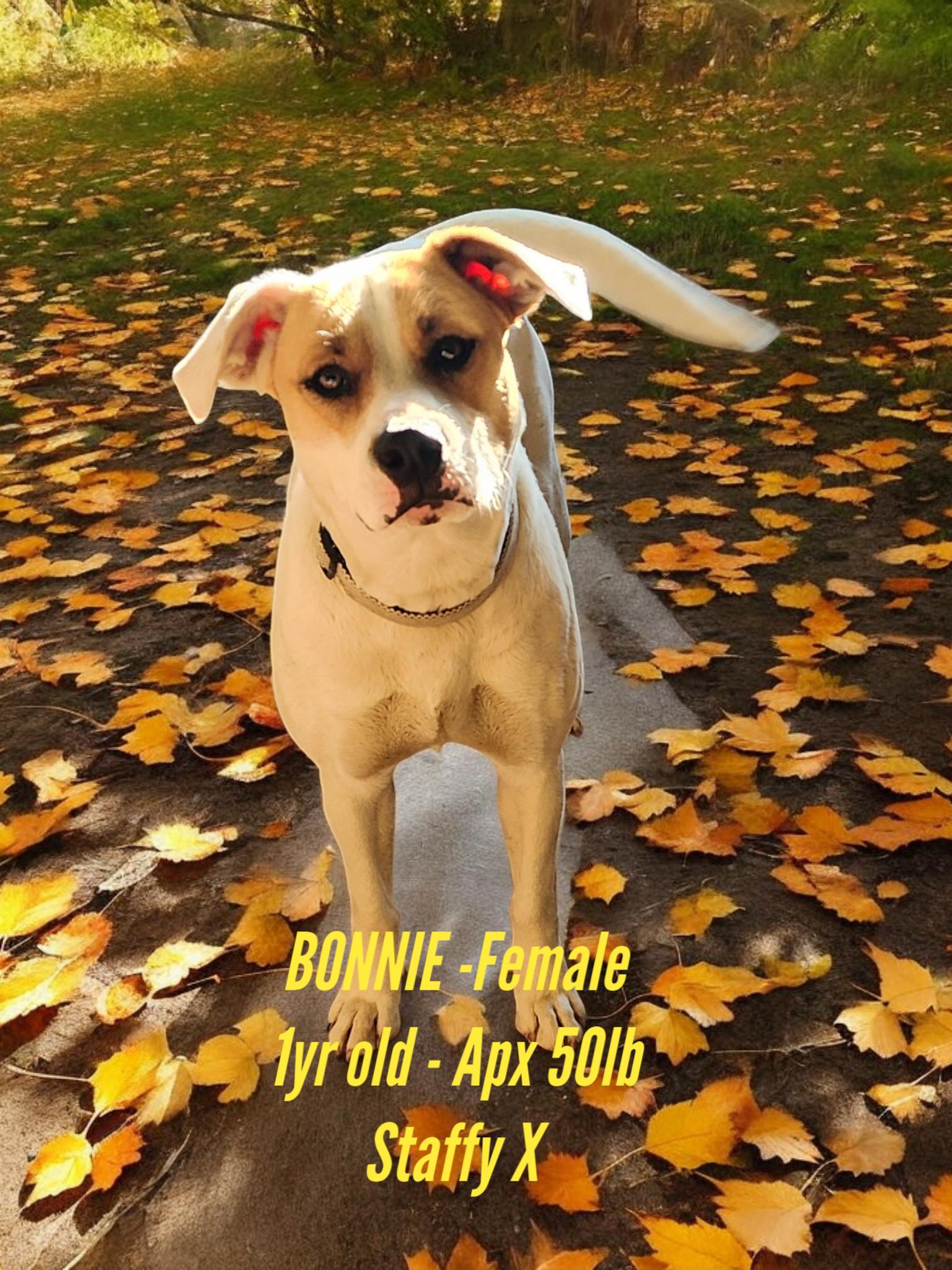 BONNY, Adult Female American Staffordshire Terrier