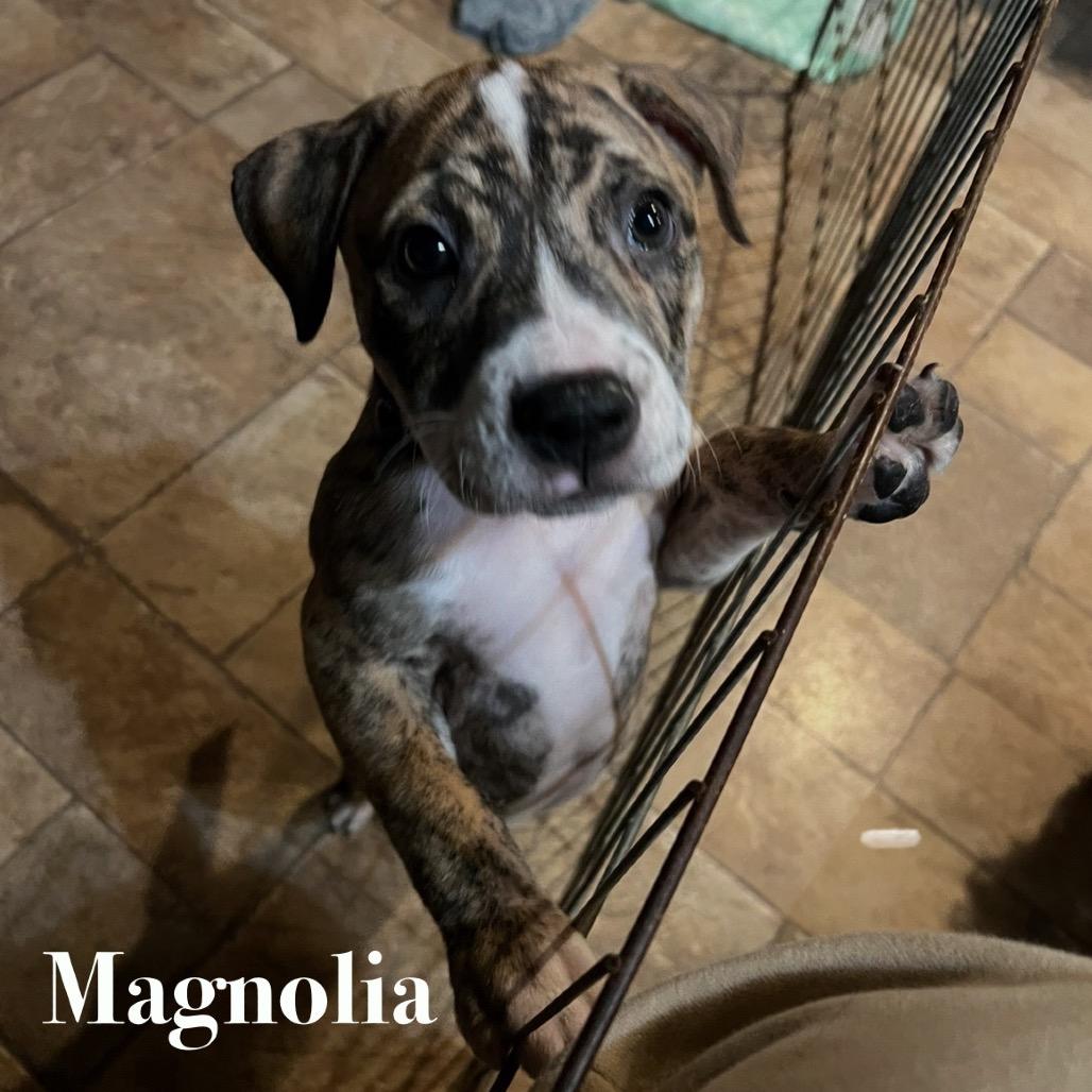 Magnolia, Adoptable, Puppy Female Mixed Breed.