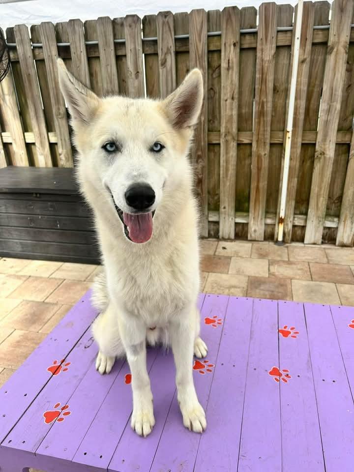 Lupine, Adoptable, Young Male Husky & Mixed Breed.