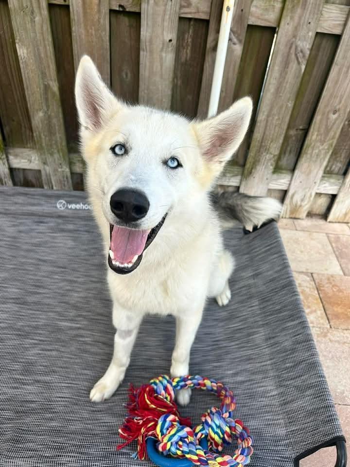 Lupine, a Adoptable mixed breed in Sebastian, FL image 2/6