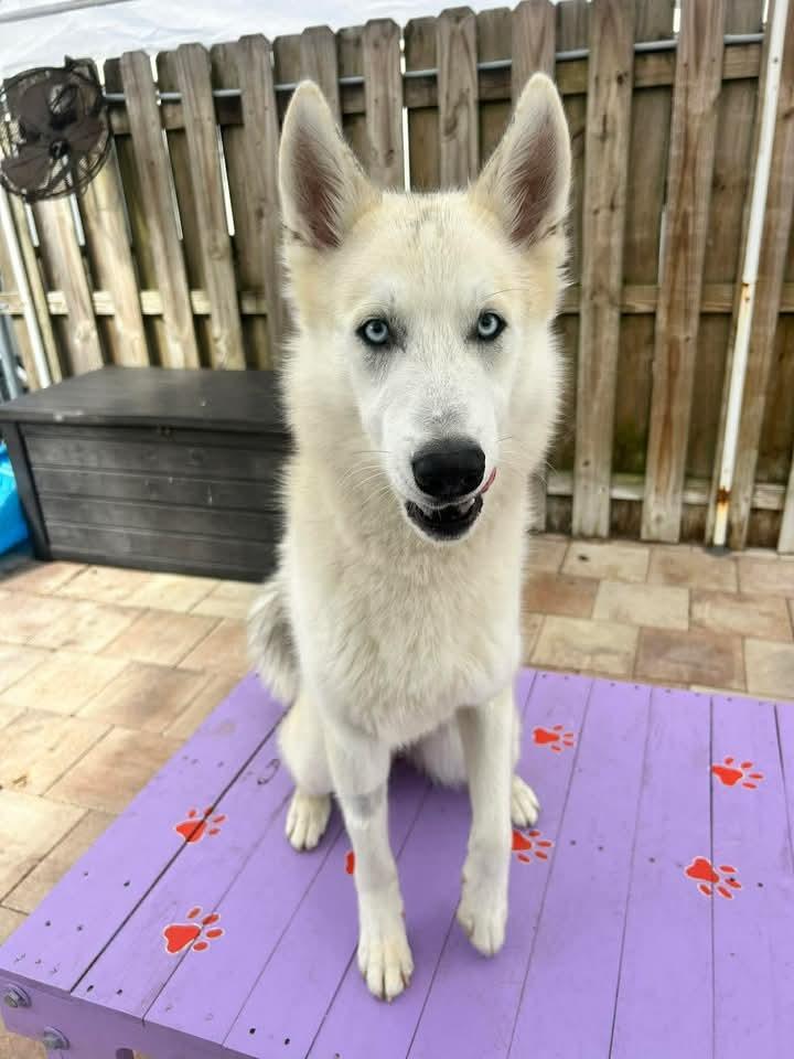 Lupine, a Adoptable mixed breed in Sebastian, FL image 3/6