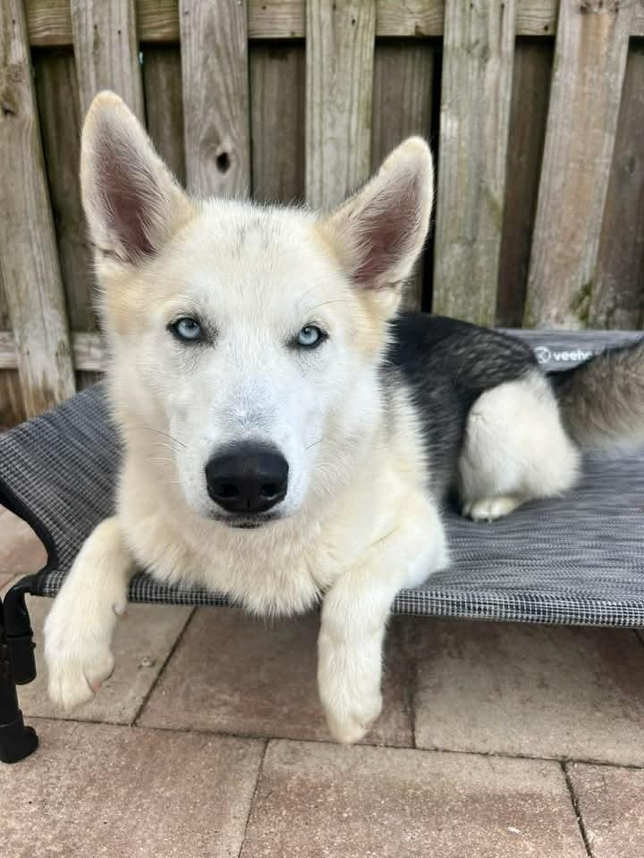 Lupine, a Adoptable mixed breed in Sebastian, FL image 4/6