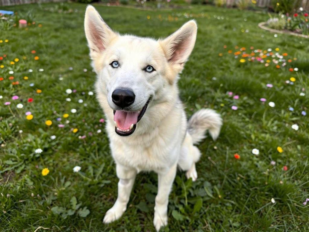 Lupine, a Adoptable mixed breed in Sebastian, FL image 5/6