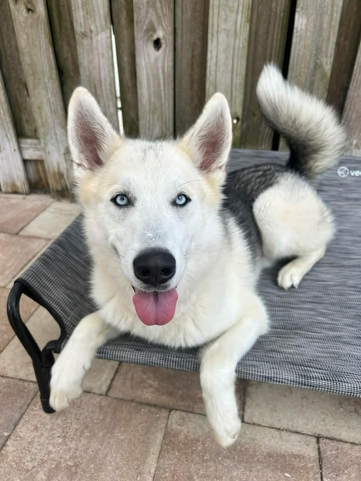 Lupine, a Adoptable mixed breed in Sebastian, FL image 6/6