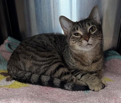 Cleocatra, a Adoptable mixed breed in Willmar, MN image 1/3