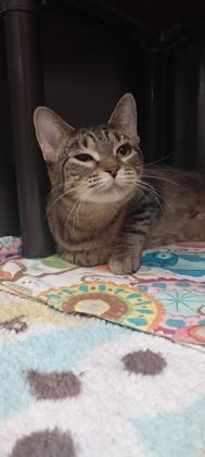 Cleocatra, a Adoptable mixed breed in Willmar, MN image 2/3