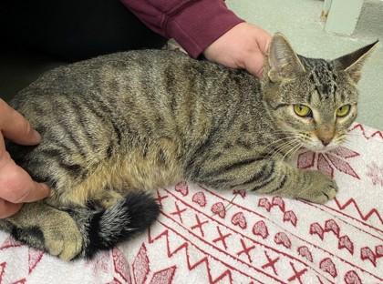 Cleocatra, a Adoptable mixed breed in Willmar, MN image 3/3