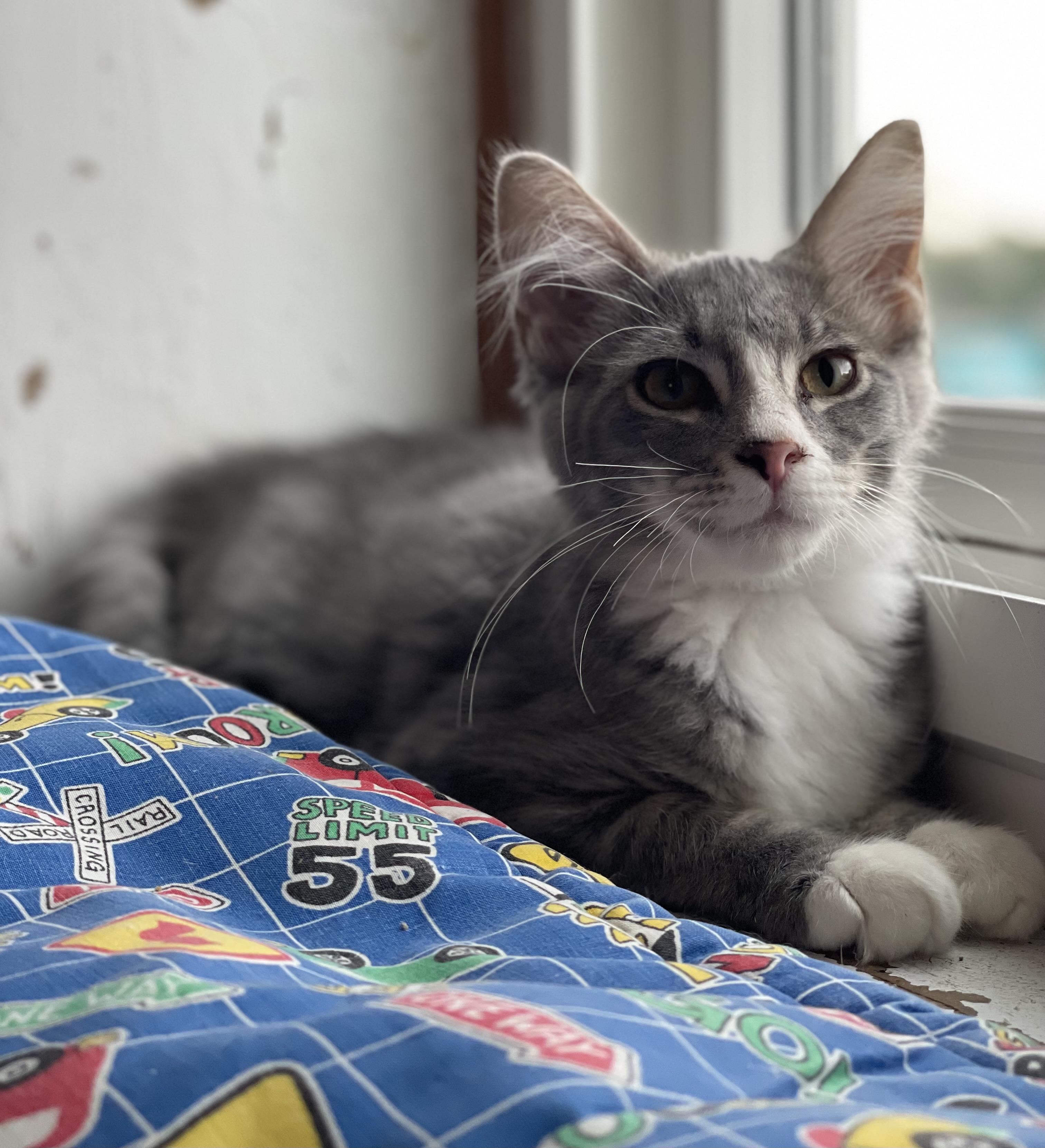 River (foster-raised w/dogs), an adopted mixed breed in Lacon, IL image 1/3