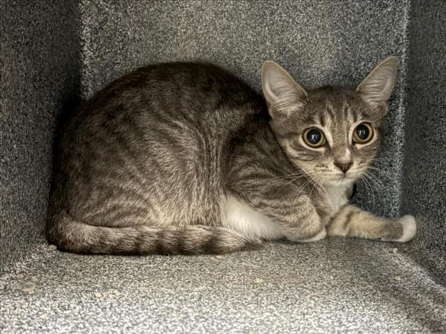 LEVY, Adoptable, Young Female Domestic Short Hair.