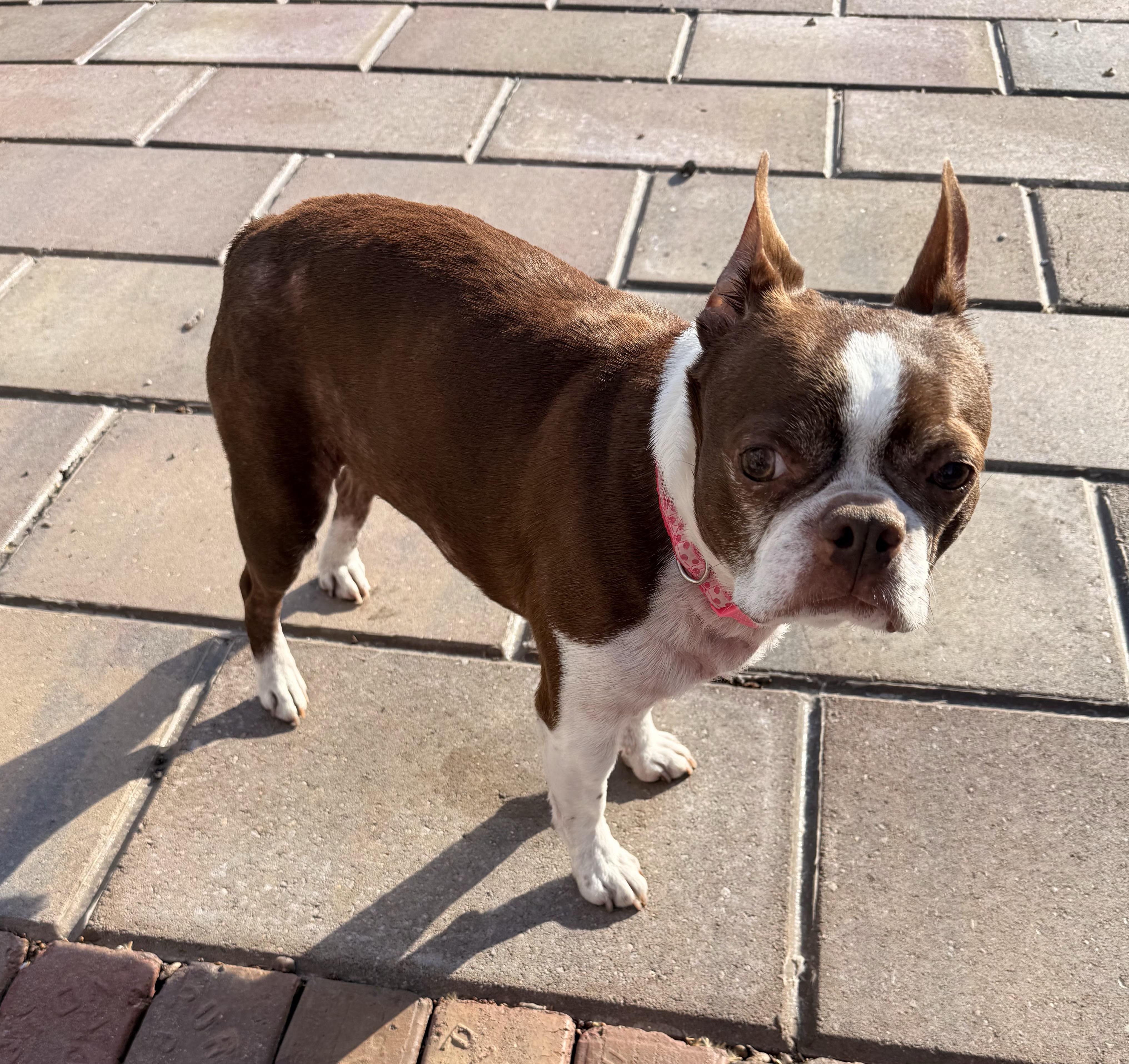 Enlarge Murphy in IA, a Adoptable Boston Terrier in Des Moines, IA image 3/5