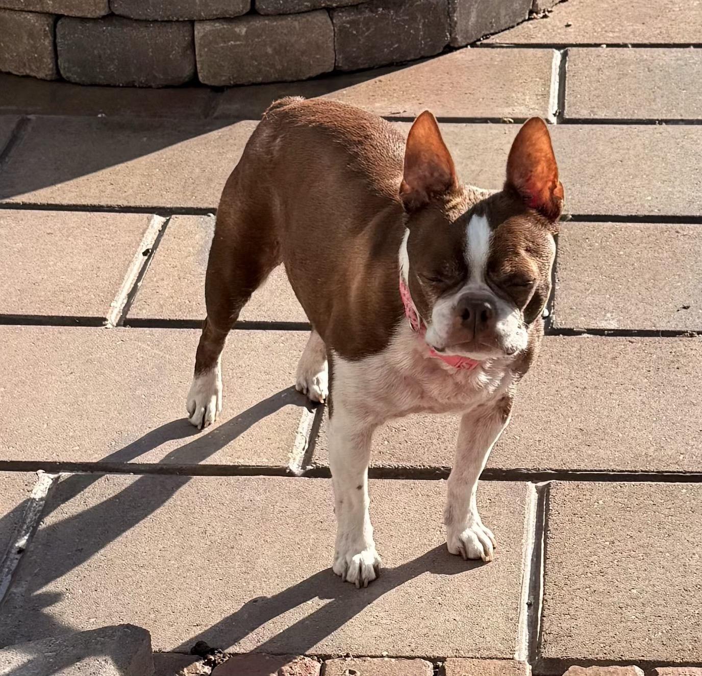 Enlarge Murphy in IA, a Adoptable Boston Terrier in Des Moines, IA image 1/5