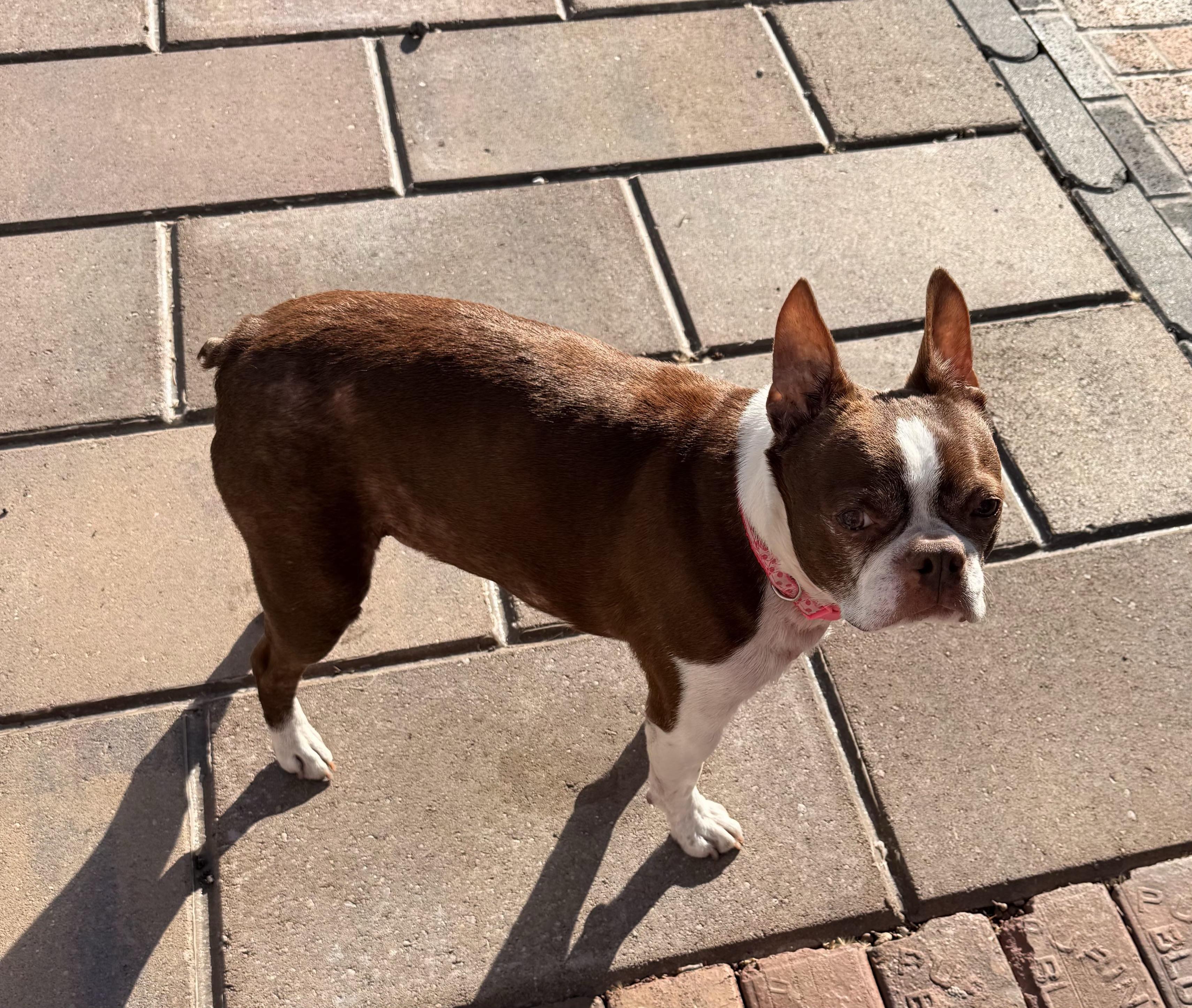 Enlarge Murphy in IA, a Adoptable Boston Terrier in Des Moines, IA image 2/5