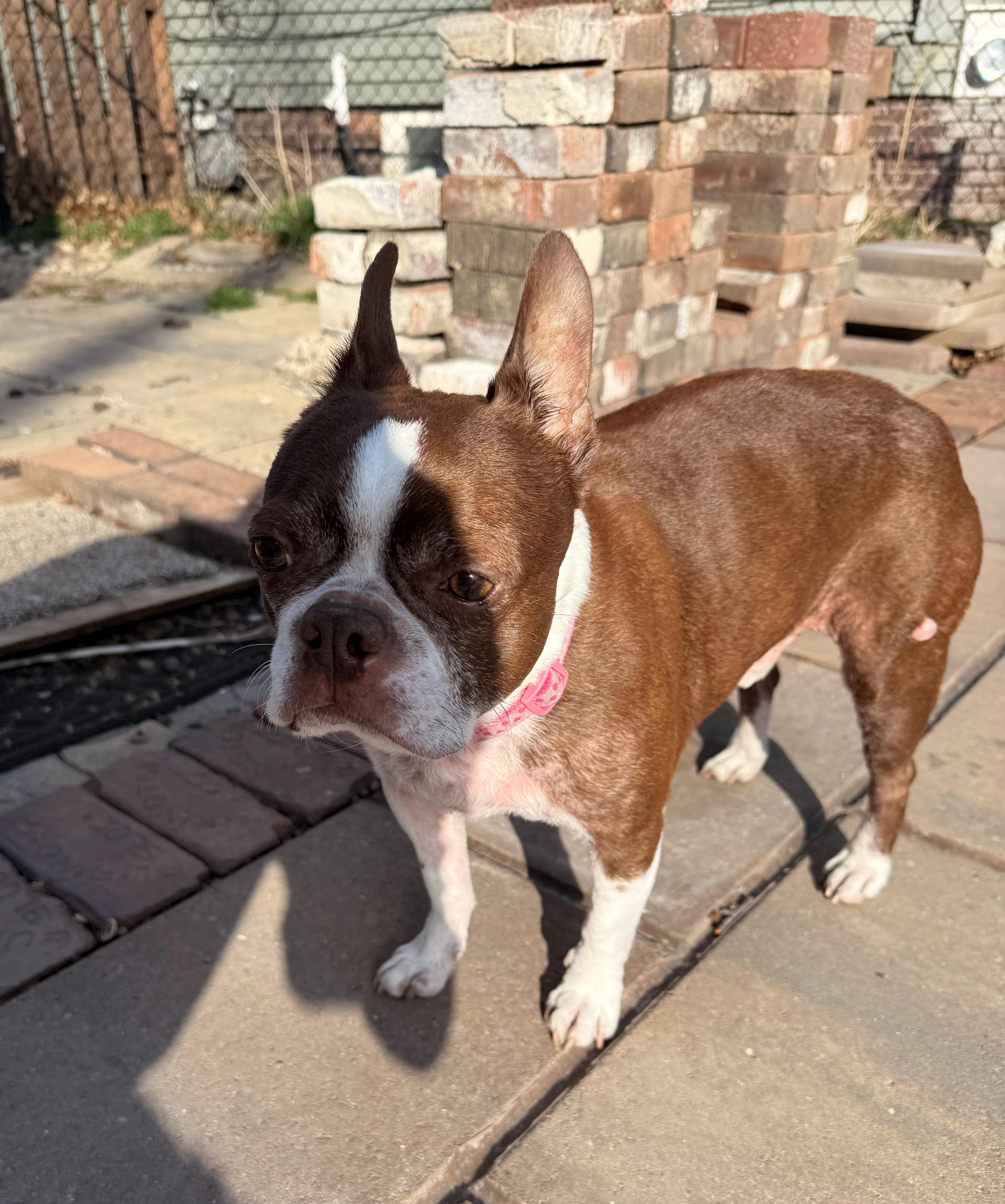 Enlarge Murphy in IA, a Adoptable Boston Terrier in Des Moines, IA image 5/5