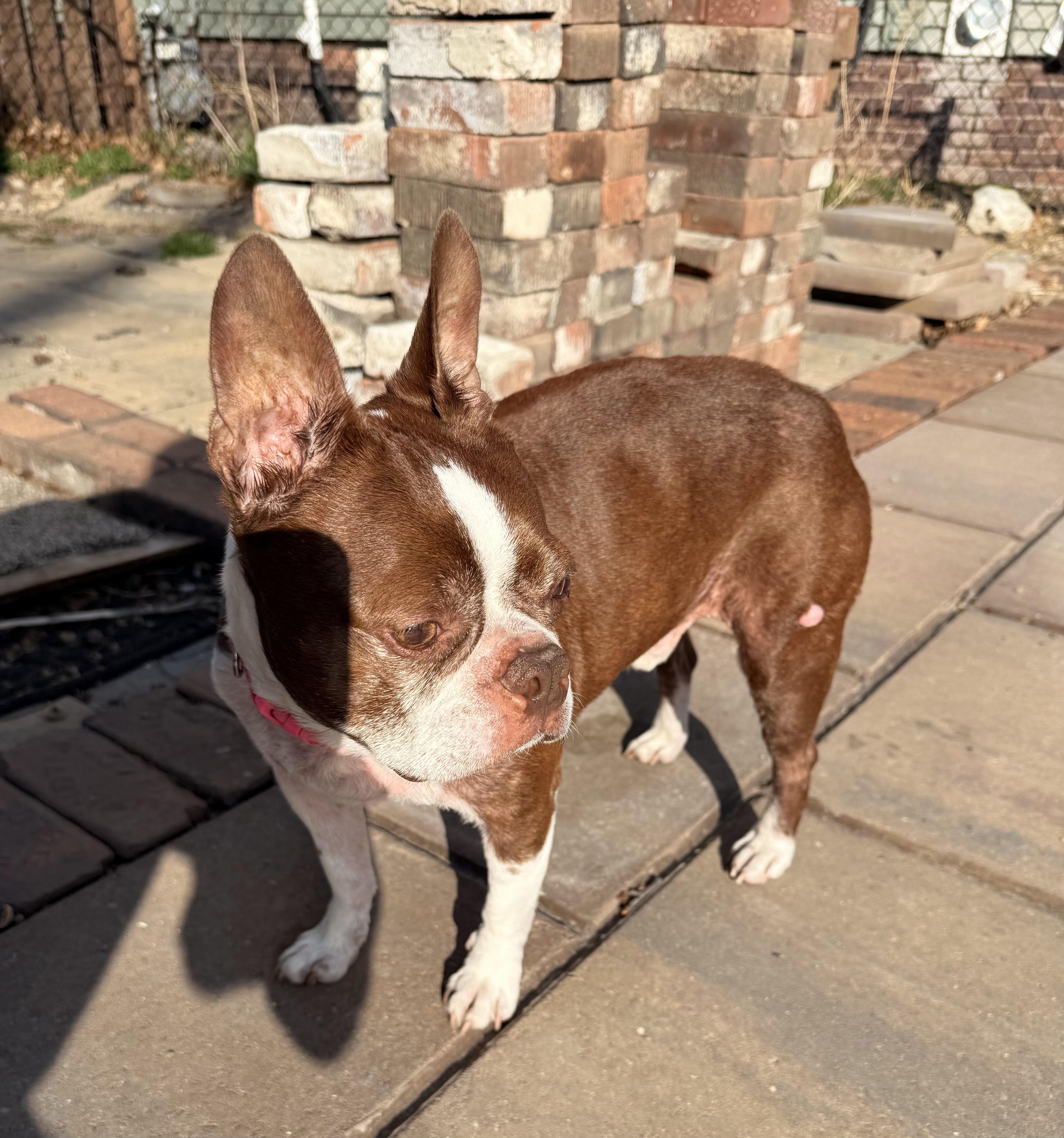 Enlarge Murphy in IA, a Adoptable Boston Terrier in Des Moines, IA image 4/5