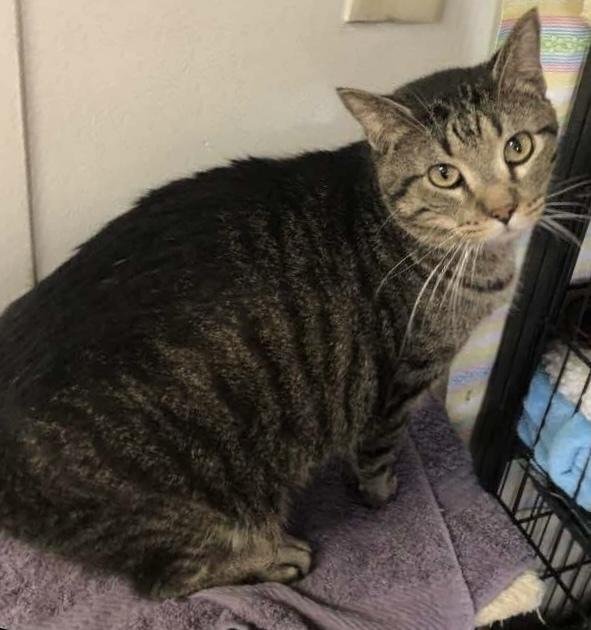 AC Arlo, Adoptable, Adult Male Tabby.