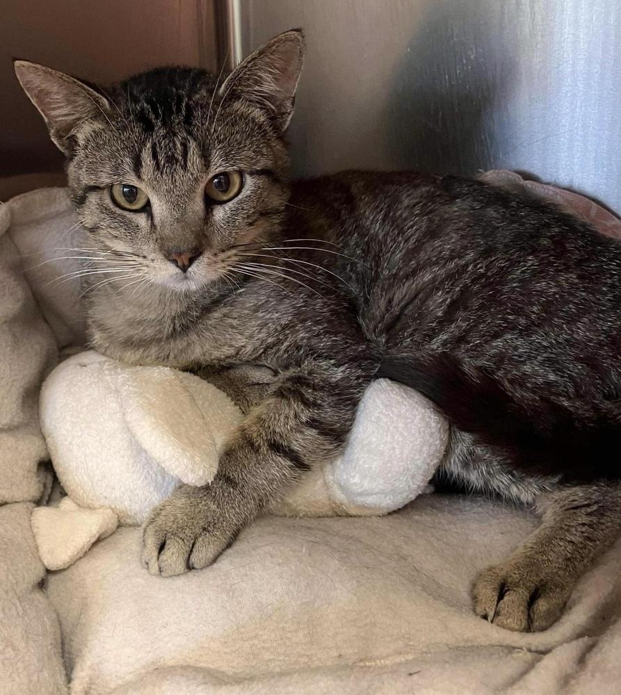 Enlarge AC Arlo, a Adoptable Tabby in Fremont, NE image 2/2