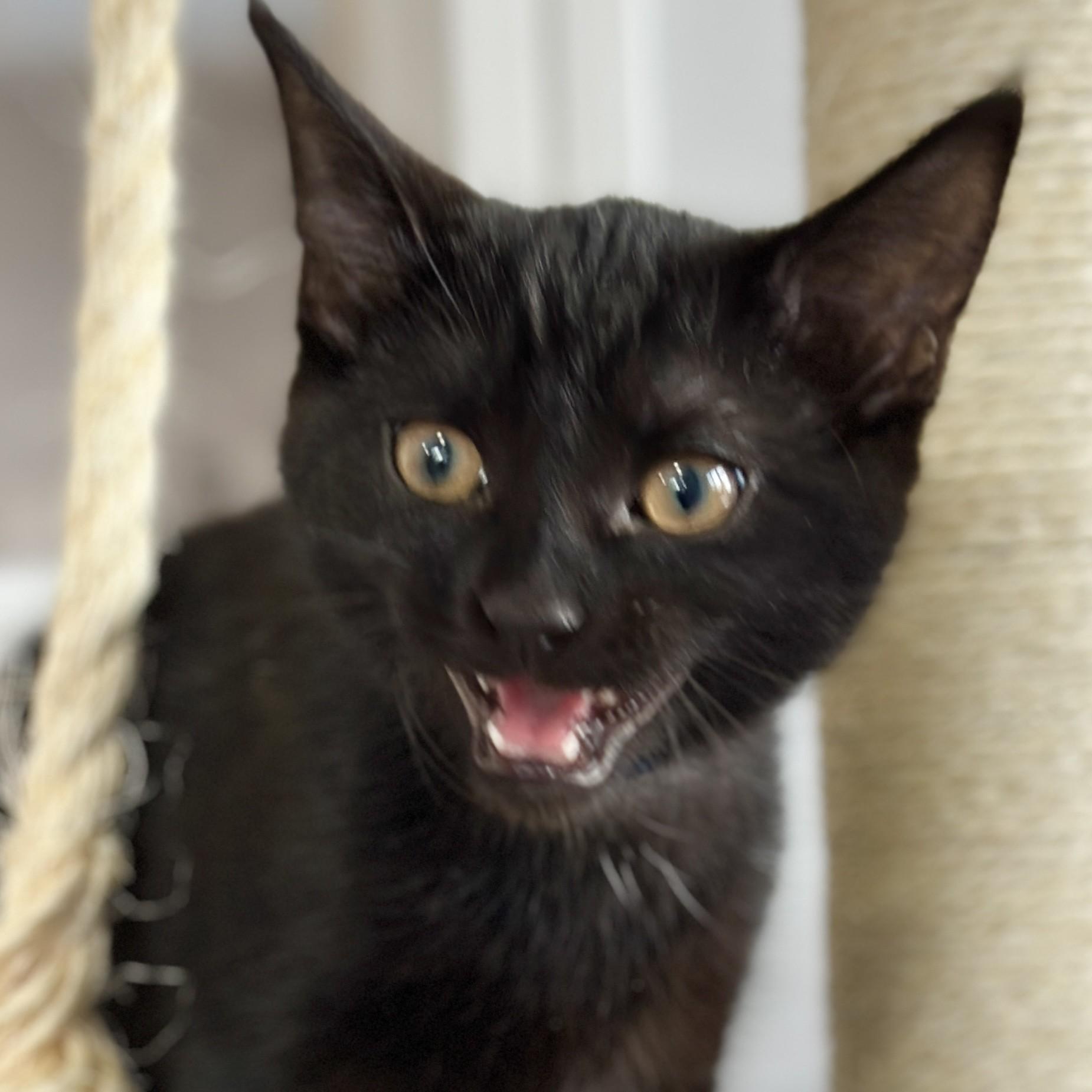 Peter, an adopted Domestic Short Hair in Victor, NY image 4/4