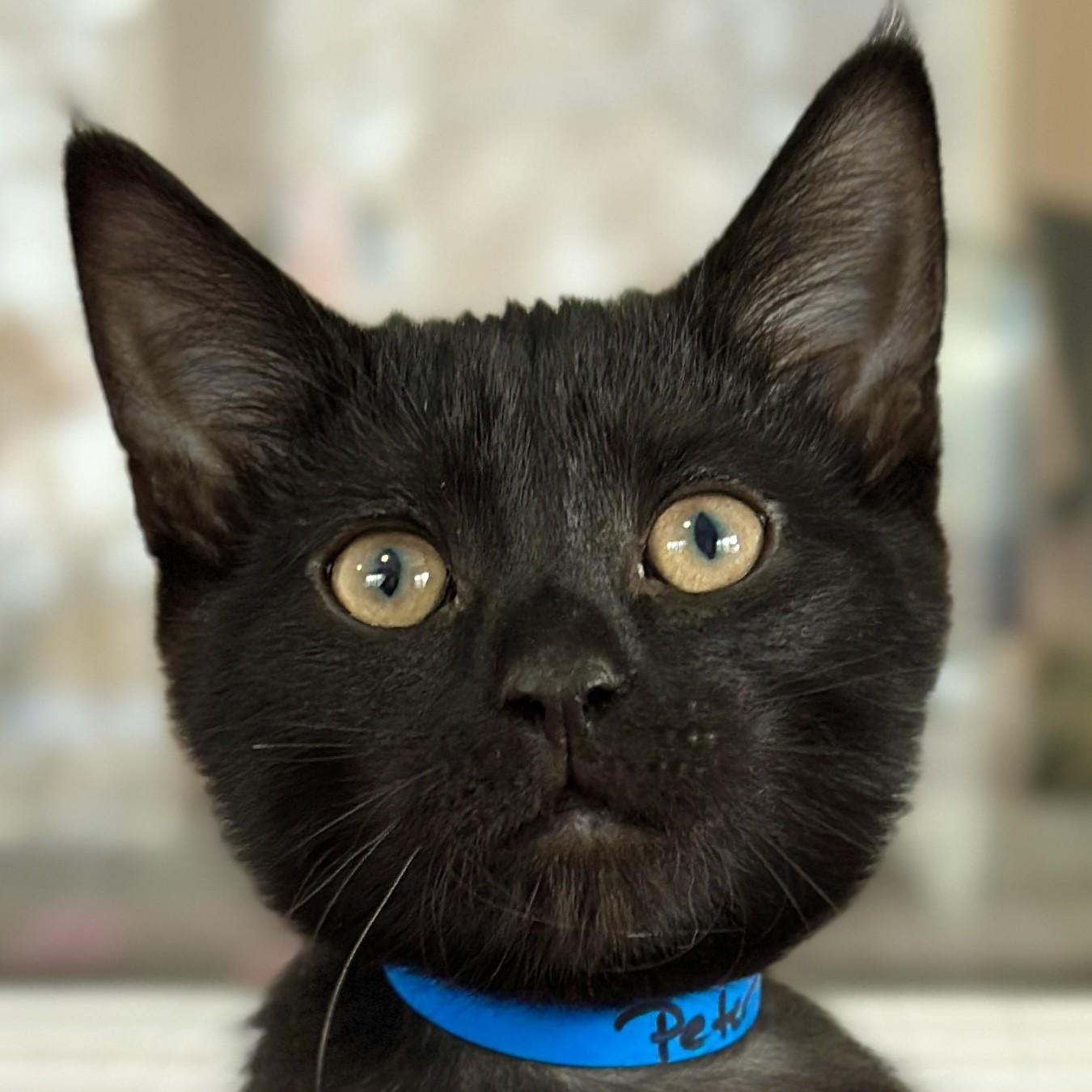 Peter, adopted, Kitten Male Domestic Short Hair.