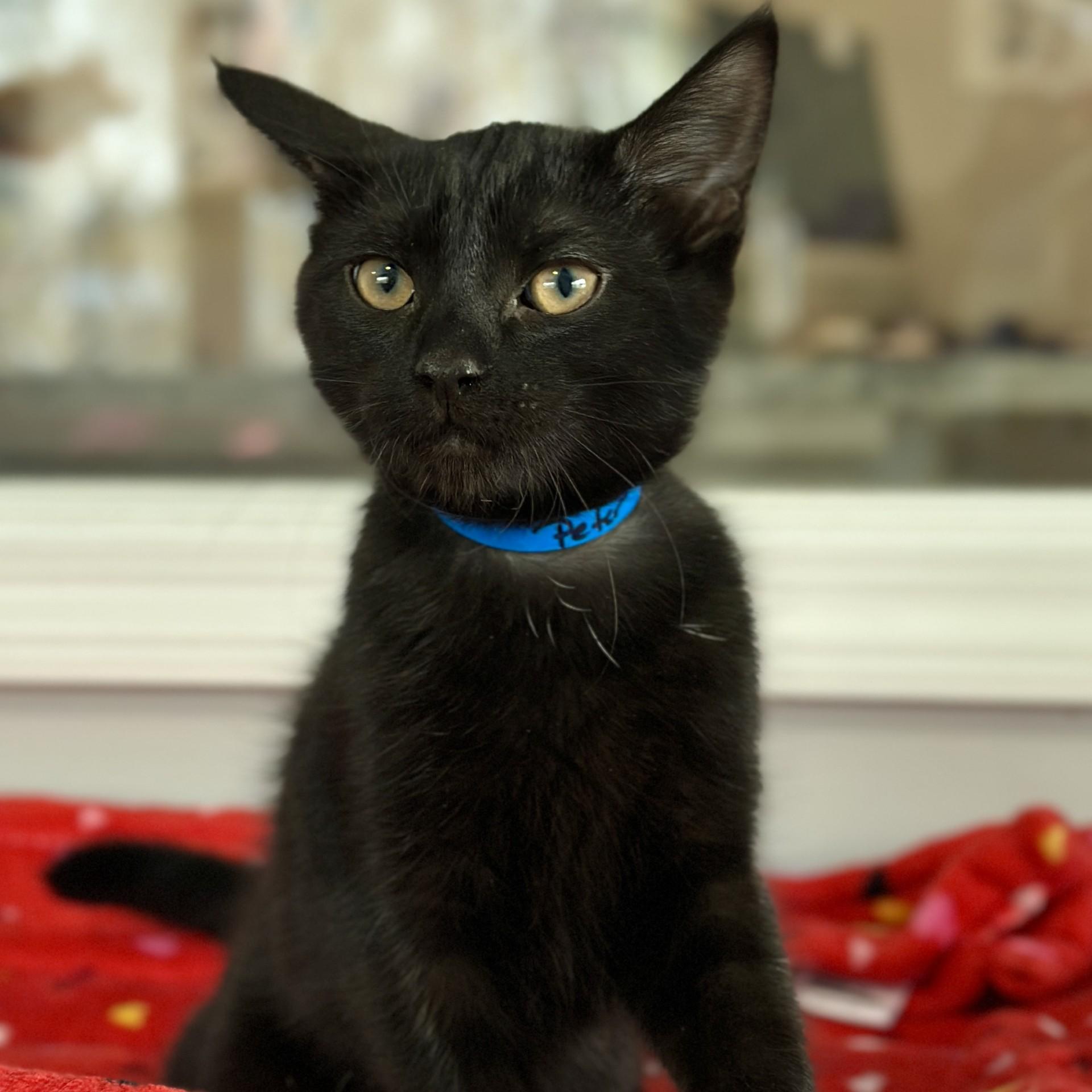 Peter, an adopted Domestic Short Hair in Victor, NY image 3/4