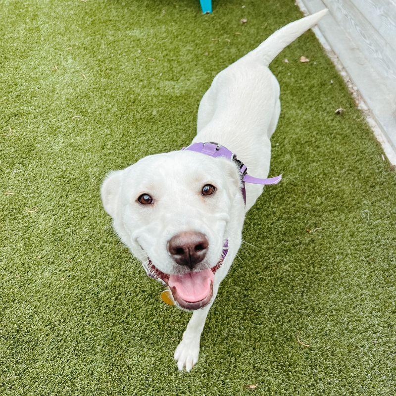 Enlarge Pillow, a ADOPTABLE mixed breed in Jackson, WY image 3/6