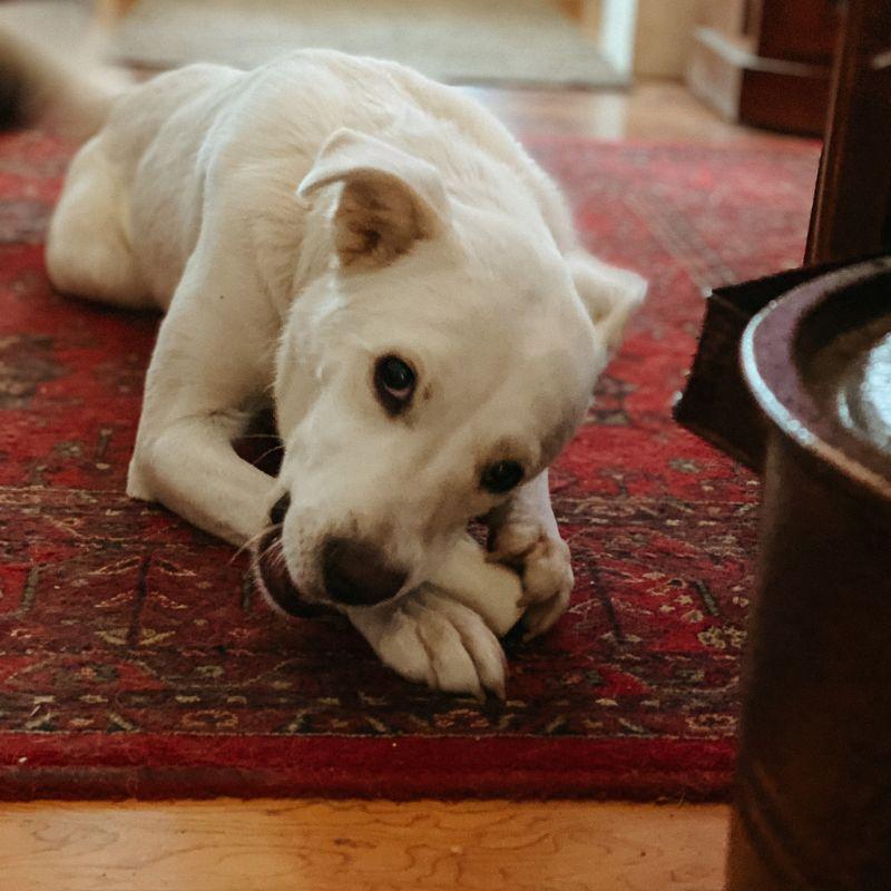 Pillow, a ADOPTABLE mixed breed in Jackson, WY image 5/5