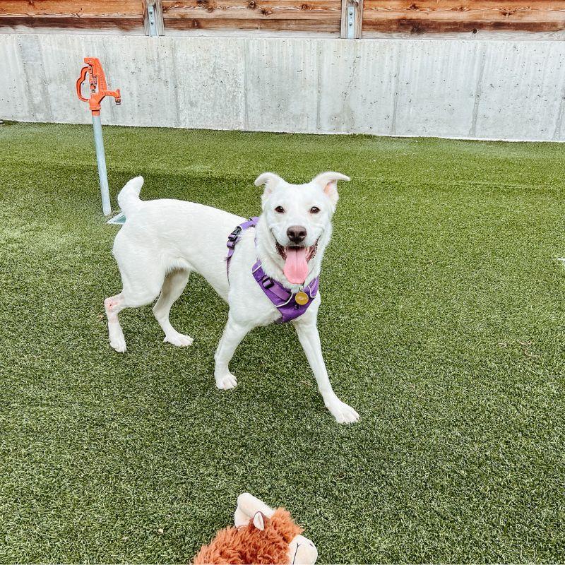 Enlarge Pillow, a ADOPTABLE mixed breed in Jackson, WY image 1/6