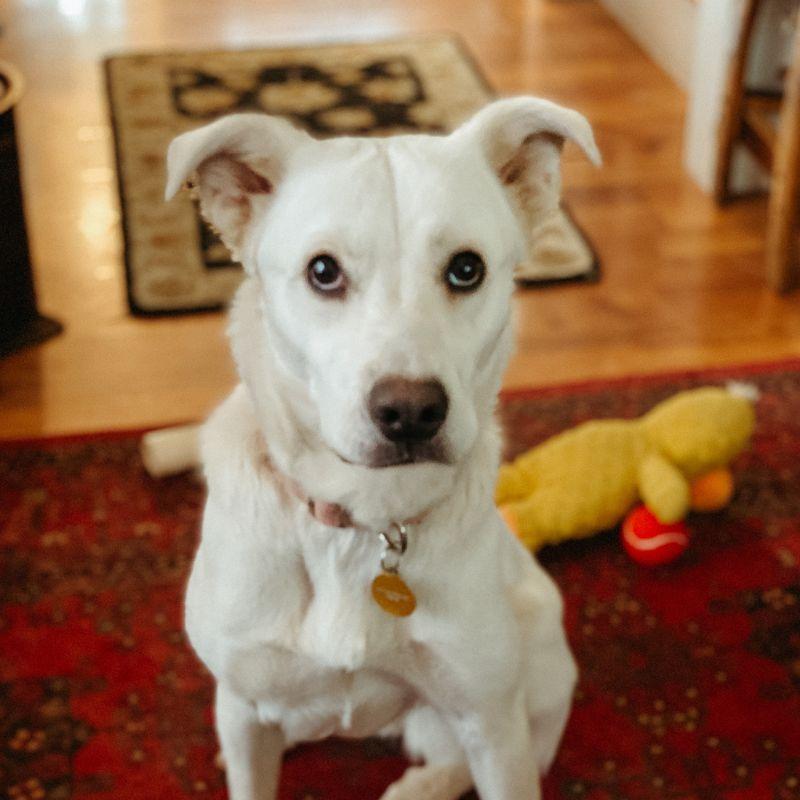 Pillow, a ADOPTABLE mixed breed in Jackson, WY image 3/5