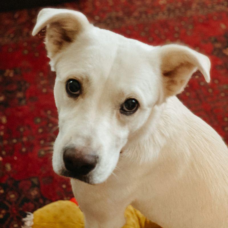 Pillow, ADOPTABLE, Adult Female Yellow Labrador Retriever.