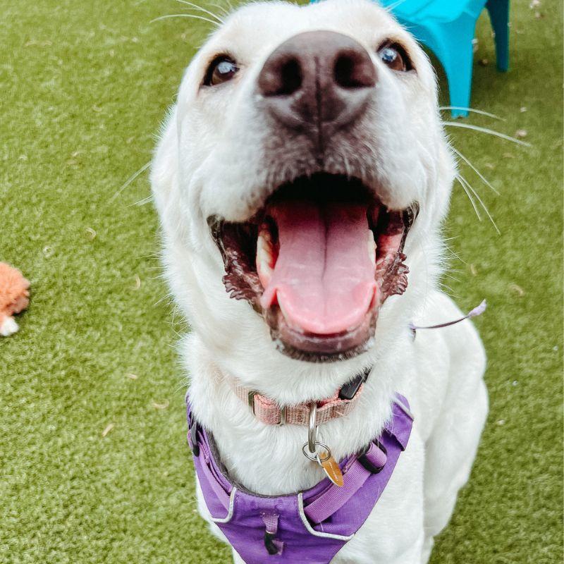 Enlarge Pillow, a ADOPTABLE mixed breed in Jackson, WY image 5/6