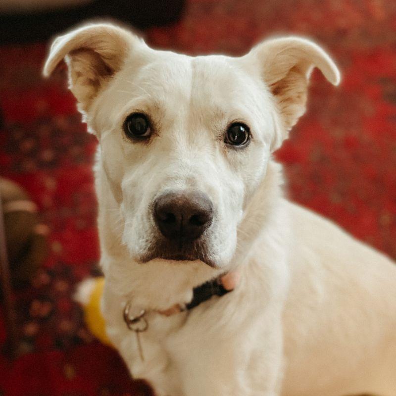 Pillow, a ADOPTABLE mixed breed in Jackson, WY image 2/5