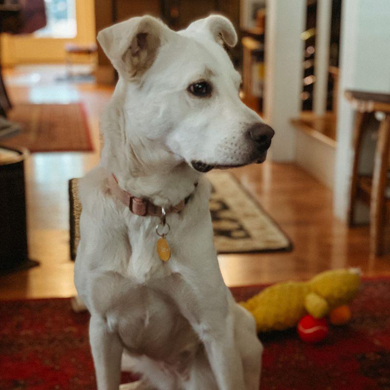Pillow, a ADOPTABLE mixed breed in Jackson, WY image 4/5