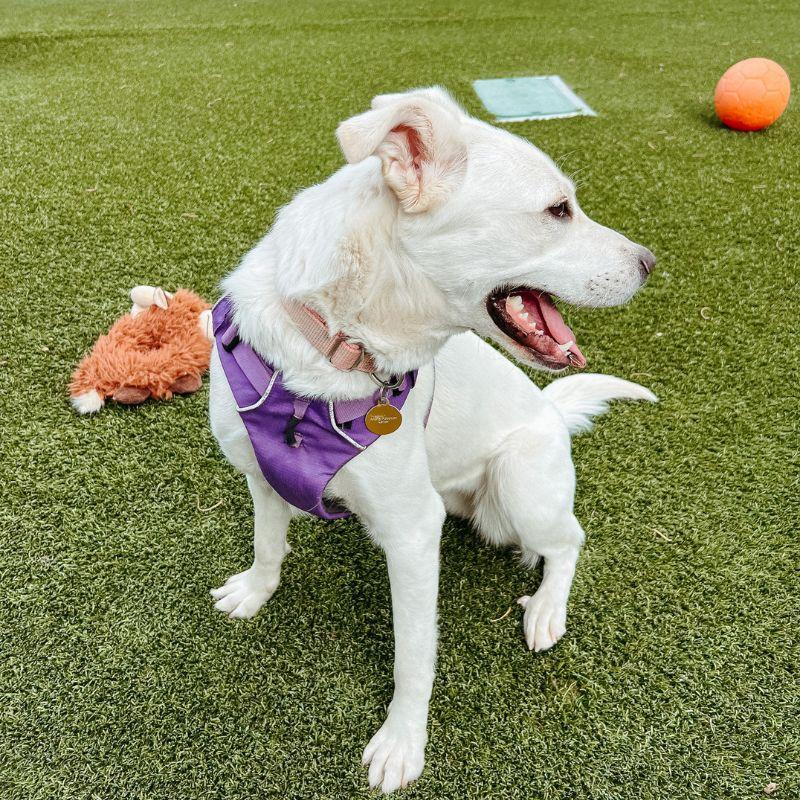 Enlarge Pillow, a ADOPTABLE mixed breed in Jackson, WY image 4/6