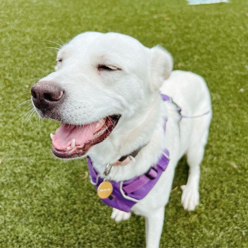 Enlarge Pillow, a ADOPTABLE mixed breed in Jackson, WY image 2/6