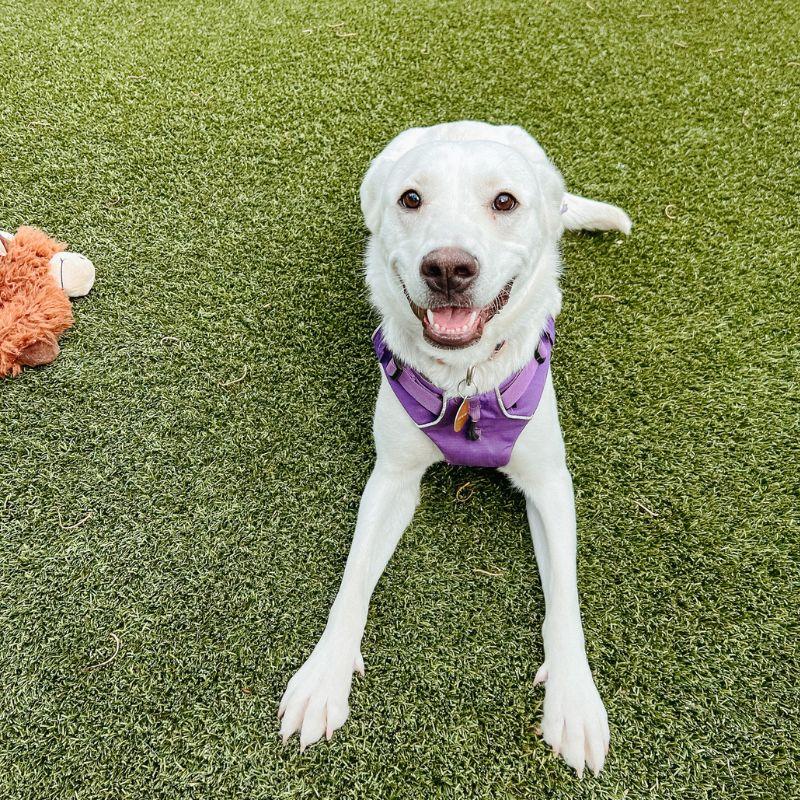 Enlarge Pillow, a ADOPTABLE mixed breed in Jackson, WY image 6/6