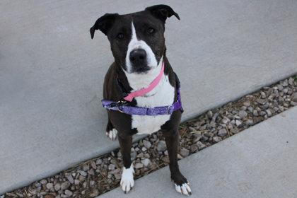 Bella Bee, Adoptable, Adult Female Terrier & Mixed Breed.