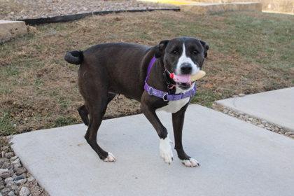 Bella Bee, Adoptable, Adult Female Terrier & Mixed Breed.