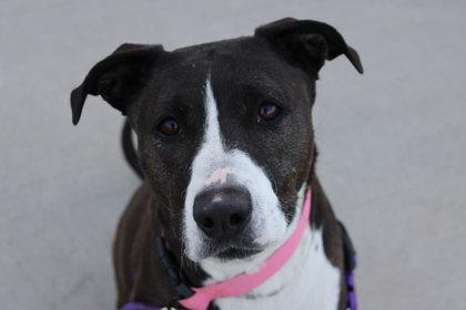 Enlarge Bella Bee, a Adoptable mixed breed in Kansas City, MO image 3/3