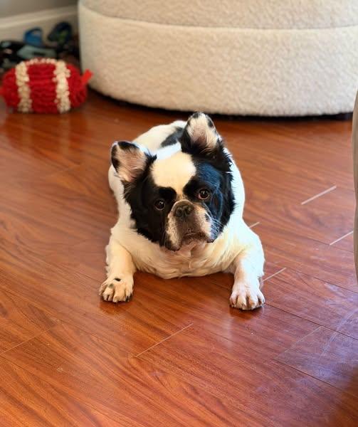 Matteo, Adoptable, Adult Male French Bulldog.