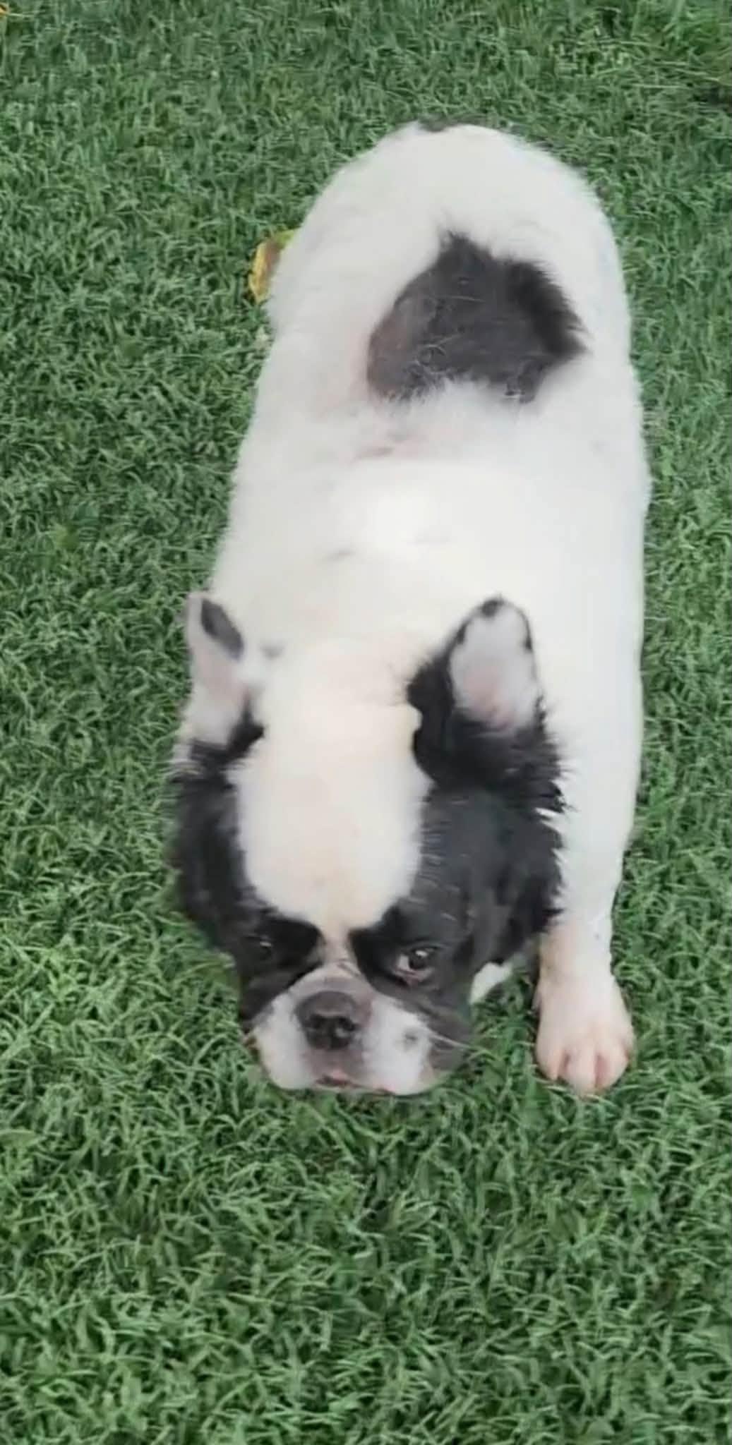 Enlarge Matteo, a Adoptable French Bulldog in Matthews, NC image 1/1