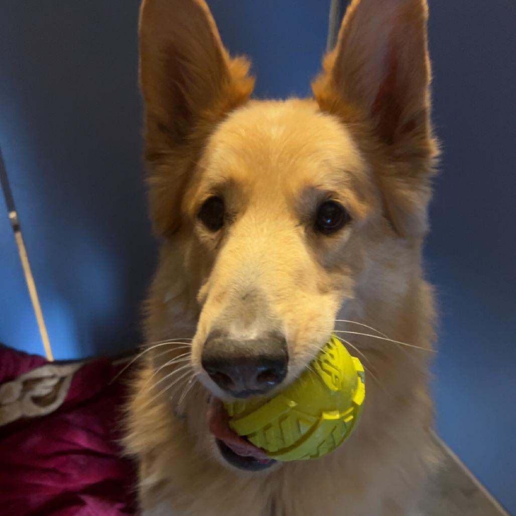 Ezo, a Adoptable mixed breed in Show Low, AZ image 1/4