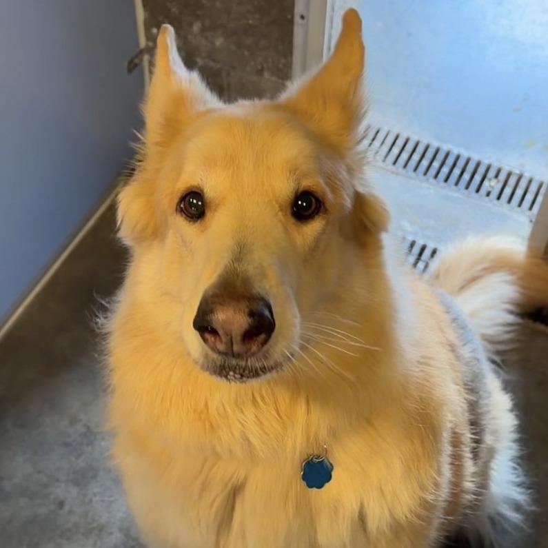 Enlarge Ezo, a Adoptable mixed breed in Show Low, AZ image 2/2