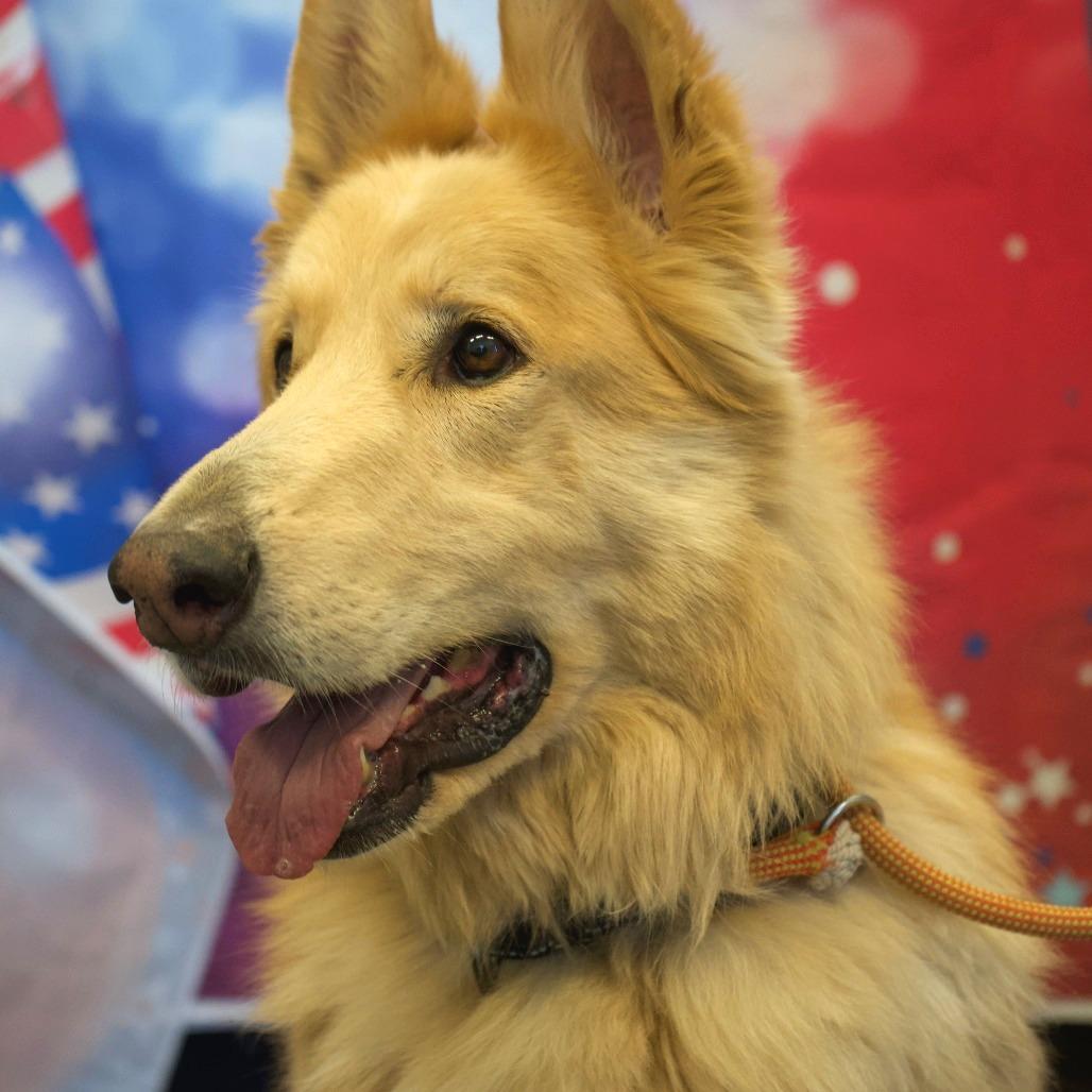 Ezo, a Adoptable mixed breed in Show Low, AZ image 4/4