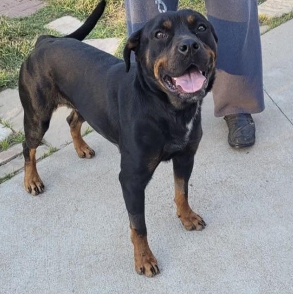 Nana, Adoptable, Adult Female Rottweiler.