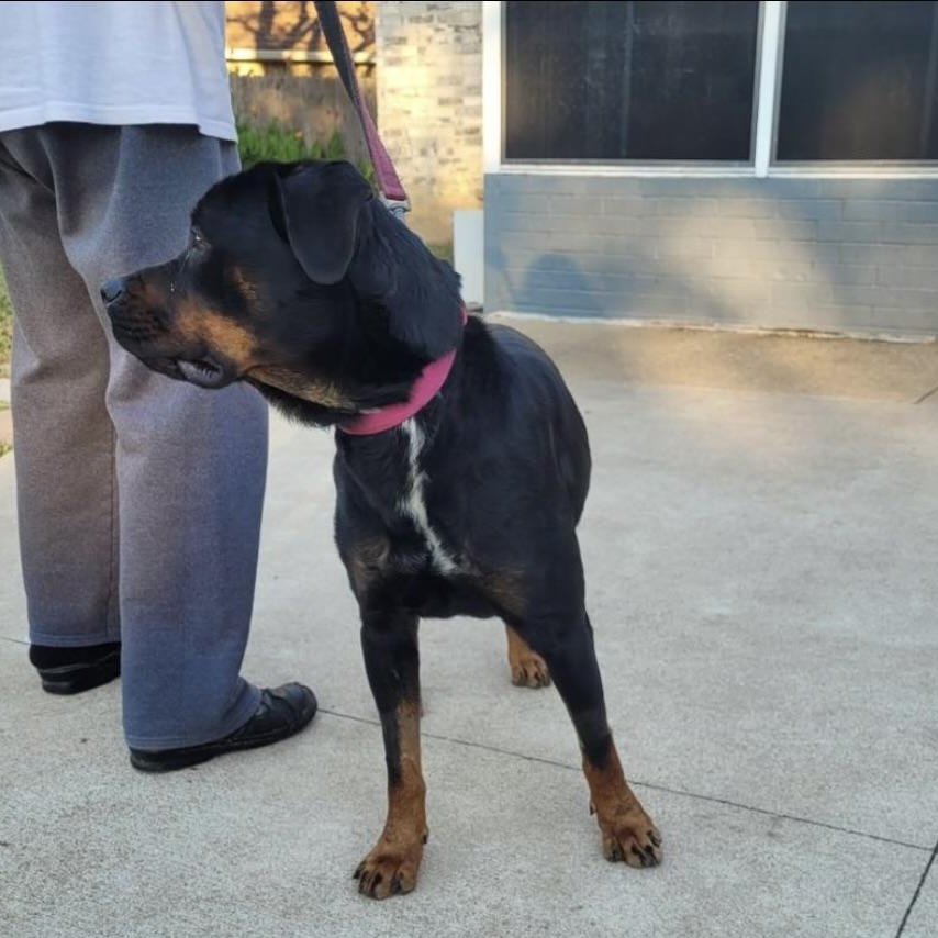 Enlarge Nana, a Adoptable Rottweiler in Polk, OH image 2/3