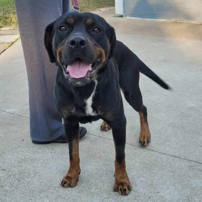 Enlarge Nana, a Adoptable Rottweiler in Polk, OH image 3/3