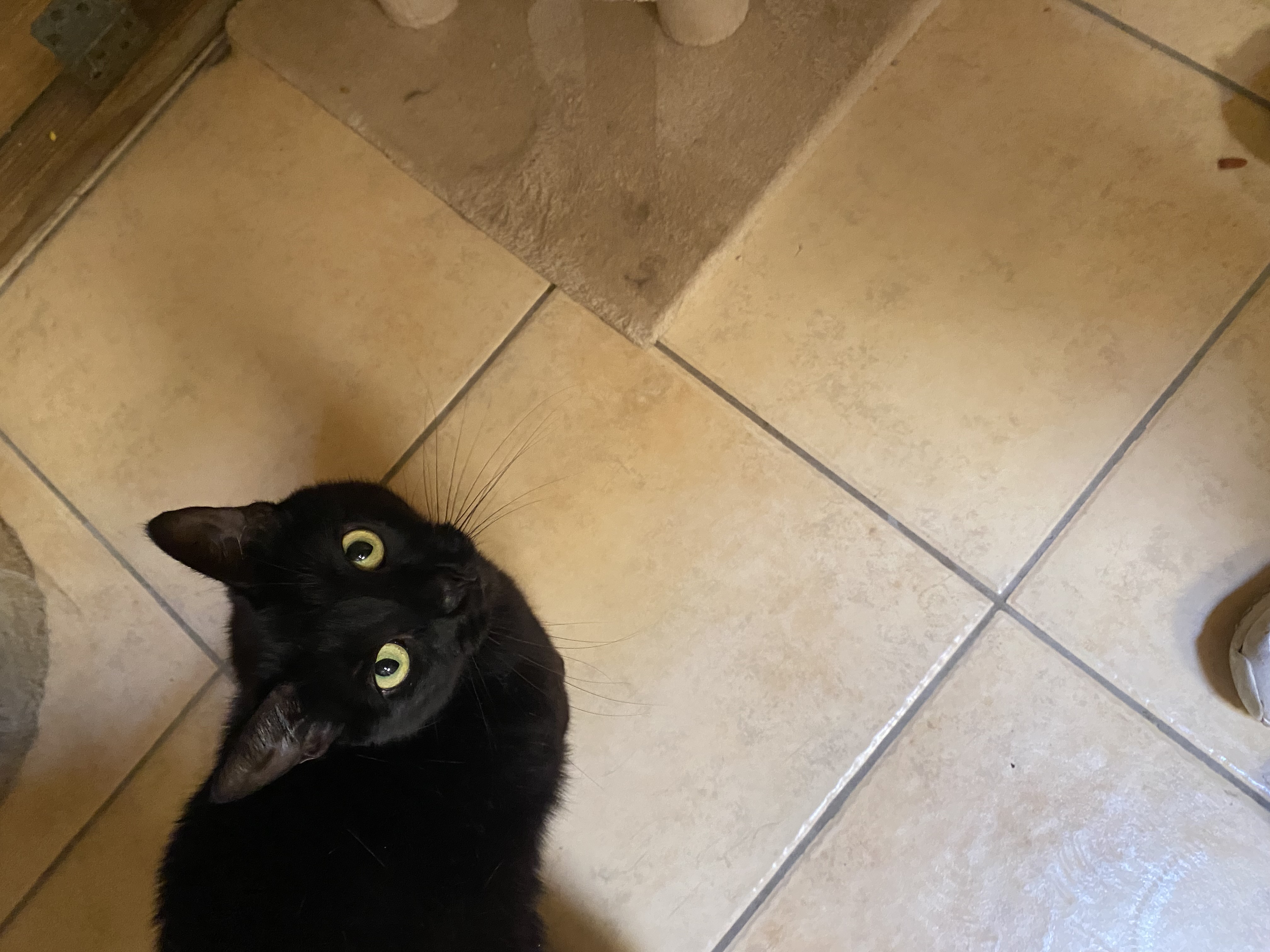 Hennessey, Young Female Domestic Short Hair